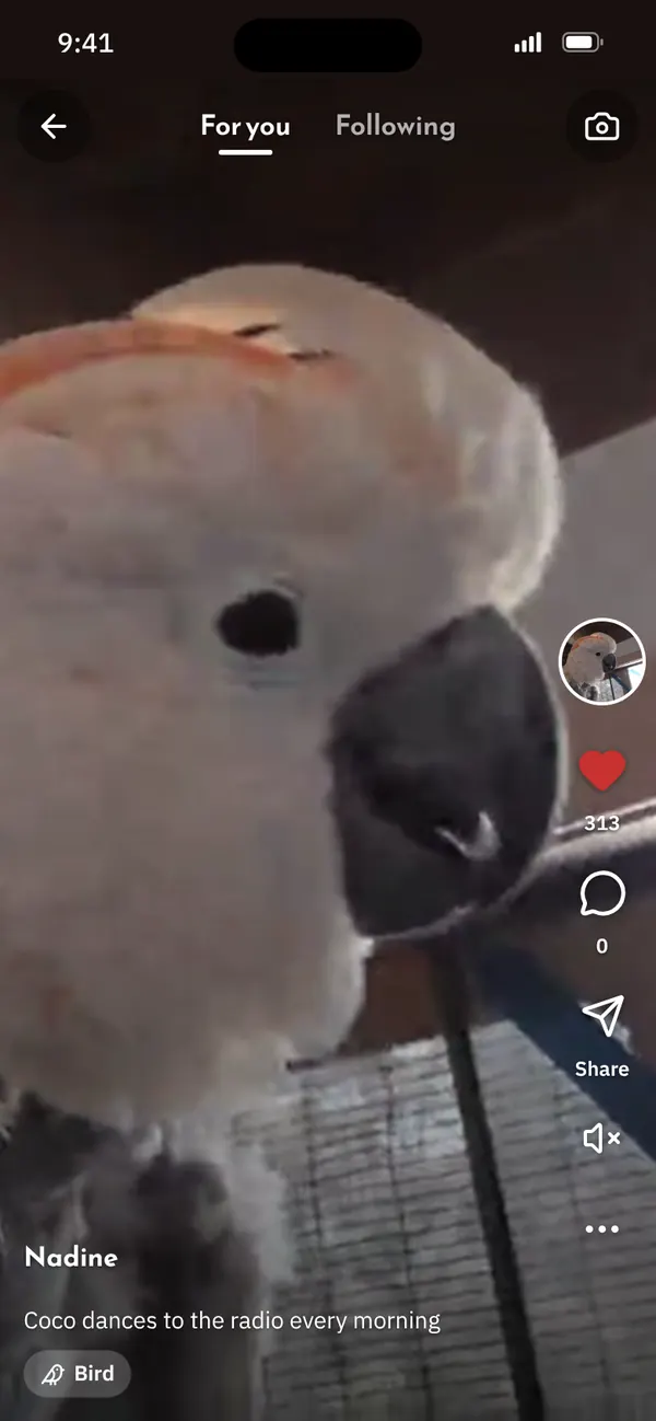 BesBes Reels: a short video of Coco the cockatoo